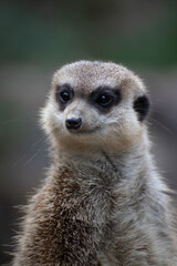 Obraz premium meerkat on guard duty