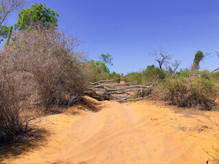 [Madagascar] Thorny plants that fell on a dirt road