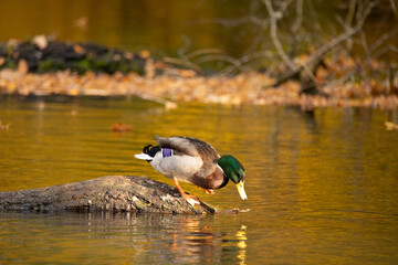 duck in the pond