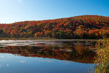 Colorful forest full of bright fall foliage reflecting on calm water in Gatineau, Quebec, Canada