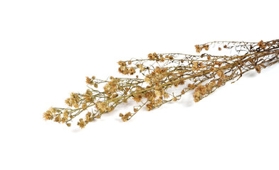 Dried flowers isolated white background.