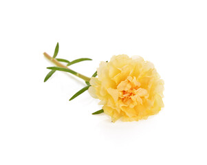 flower isolate on white background.