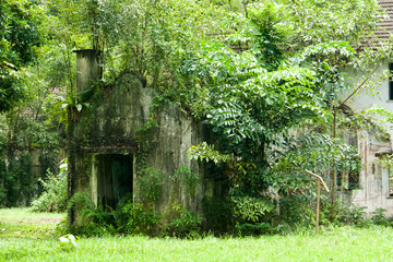 abandoned house and nature strikes back