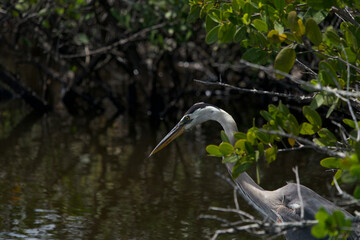great blue heron