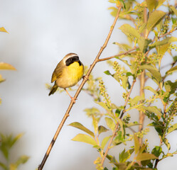 A Common Yellowthroat Warbler on a tree with white background