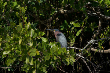 green heron in the woods