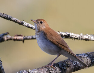 A closeup of a Veery (Catharus fuscescens) in the wild with green background