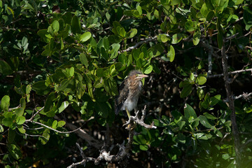baby green heron on a branch