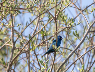 An Indigo Bunting (Passerina cyanea) in a shrub with green foliage