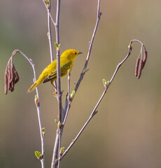 A Common American Yellow Warbler (Setophaga petechia) on a woody plant in spring