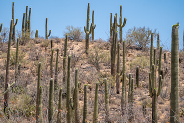 Group of saguaro cactus in Saguaro National Park in the Sonoran Desert of Tucson Arizona