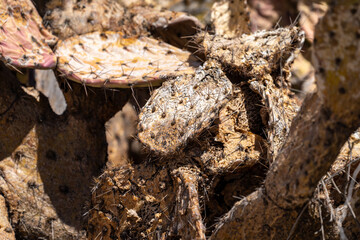 Dead and dried out cactus plants in Saguaro National Park. Selective Focus © MelissaMN