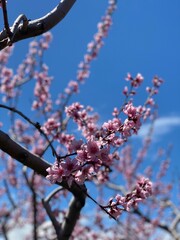 Cherry blooms