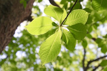 リョウブの葉（新緑）