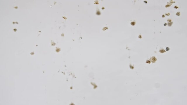 Macro Shot of Particles made of Clay Powder, Cosmetic Texture in Water Descend up on White Background. Slow Motion. Brown Chocolate Protein Powder. Production of Natural Cosmetics. High quality FullHD