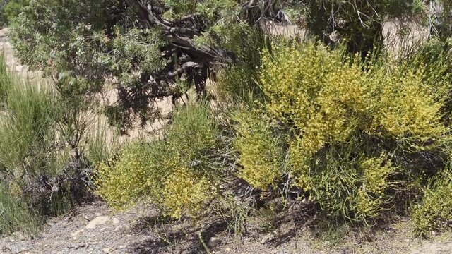 mormon tea bush and juniper tree in gusty wind in badlands of Westwater area in Utah, springtime midday scenery