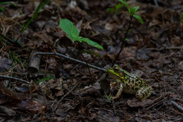 A tiny frog rests at the side of a hiking trail near the Greenock Swamp in Ontario, looking up at a three-leafed plant as it waits for the hikers to pass by.