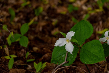 A trillium flower blooms in a forest close to the Greenock Swamp, a wetland complex close to the shore of Lake Huron in Ontario.