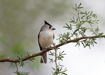 Black-crested Titmouse (Baeolophus atricristatus) perched in the South Texas, Rio Grande Valley, Texas, USA