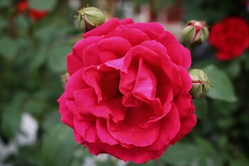 Red and yellow beautiful flowers in korea