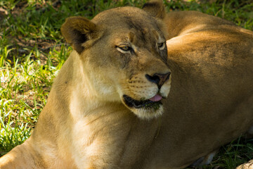Proud Lioness Caught with Tongue Out