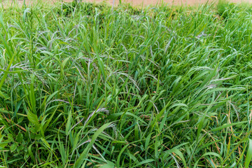イネ科の集まりで赤紫の穂が目立つカモジグサ／イネ科・Elymus tsukushiensis