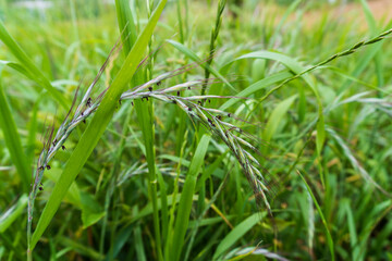 赤紫色のカモジグサの穂／イネ科・Elymus tsukushiensis