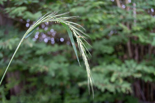 弓なり の画像 25 件の Stock 写真 ベクターおよびビデオ Adobe Stock