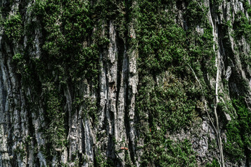 Natural background with the texture of the bark of a real tree.