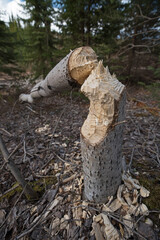 Traces de dents de castor sur un tronc de peuplier faux-tremble abattu