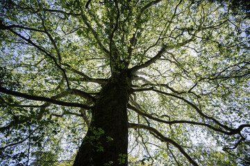 Fototapeta premium Giant redwood tree view from below to the sky through the branches.