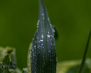 Flowers of Lily of the valley