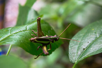 En un pueblo cerca a Bogotá Colombia 