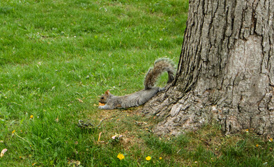Squirrel eating in the grass