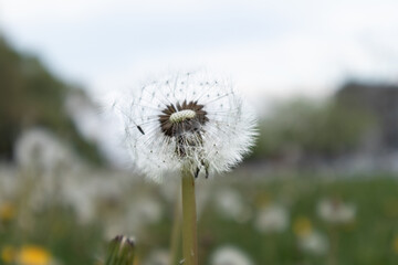 Dandelion head in the grass