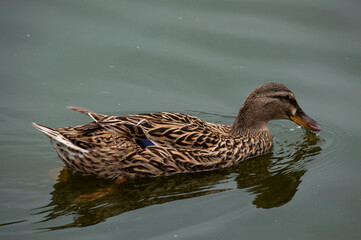 Pato nadando © GiuliAnerick