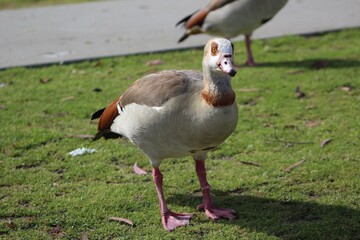 Egyptian goose