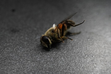 Abeja
