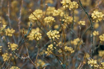Yellow tiny floral pattern