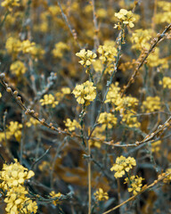Yellow tiny floral pattern