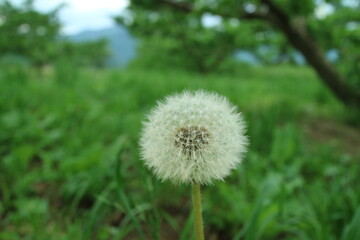 桃畑の風景