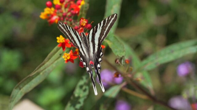 This close up, slow motion video shows a beautiful giant swallowtail (Papilio cresphontes) butterfly fluttering it's wings and flying away.