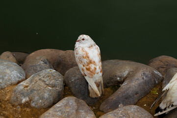 Primer Plano de Paloma