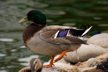 Pato