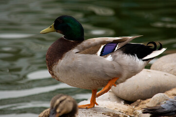 Pato