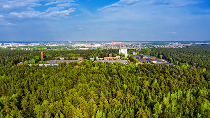 Coniferous forest surrounding the city. Berdsk, Western Siberia