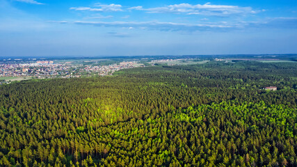 Coniferous forest surrounding the city. Berdsk, Western Siberia