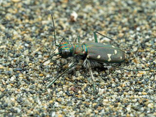 P5160052 side view of a western tiger beetle, Cicindela oregona, Iona beach, British Columbia cECP 2021