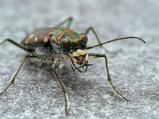 P5180056 close up of western tiger beetle, Cicindela oregona, Iona beach, British Columbia cECP 2021
