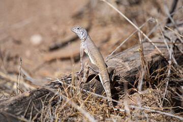 A lizard resting on a fallen tree branch. 
